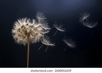dandelion seeds fly from a flower on a dark blue background. botany and bloom growth propagation.