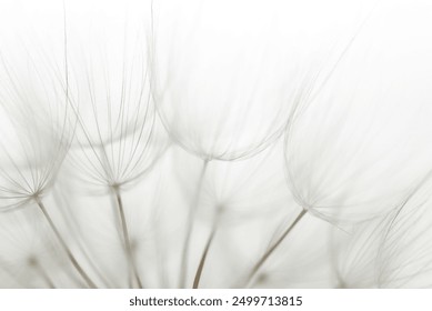 Macro dandelion black and white. Freedom to Wish. Dandelion silhouette fluffy flower on sunset sky. Seed macro closeup. Soft focus. Goodbye Summer. Hope and dreaming concept. Fragility. Springtime.