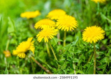 Yellow dandelions blooming on grass background 